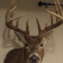 Kansas Deer