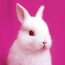 Pink Bunny