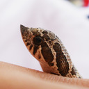 blog logo of Pretzel the Hognose