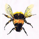 blog logo of Bees are Important