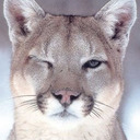 Cougarcat