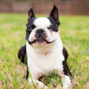 The Boston Terrier