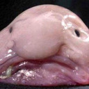 blog logo of IT IS I, THE BLOBFISH