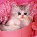 blog logo of Ultra Pink Kitty