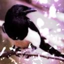 Go Ask the Magpie