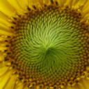 Bohemian Sunflower