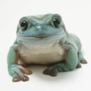 Frogs And Reblogs