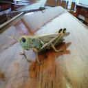 Grasshopper