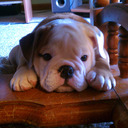 Clover the Bulldog