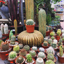 Cacti Queens