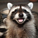 Your daily dose of raccoon