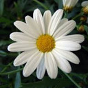 daisy flower