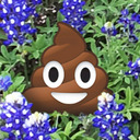 Pooping on Bluebonnets