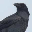 The Corvid Blog