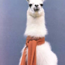 The Llama In A Scarf