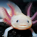 blog logo of Axolotl