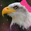 blog logo of im-a-mother-fucking-bald-eagle