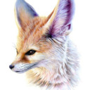 blog logo of foxcity.fr