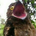 Bruvva Potoo