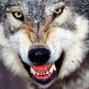 blog logo of WOLVES VERSUS WEREWOLVES: THE RECKONING