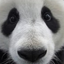 Giant Panda Photos