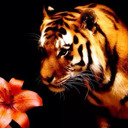 blog logo of tigerlily