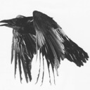 Corvus Corax