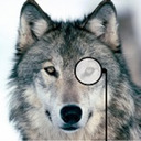 Wolf W/ A Monocle