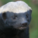 The Honey Badger